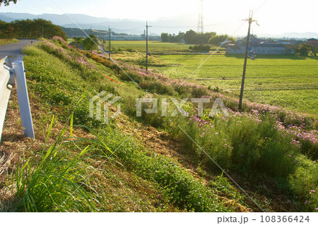 堤から見る田んぼとコスモスのある風景 108366424