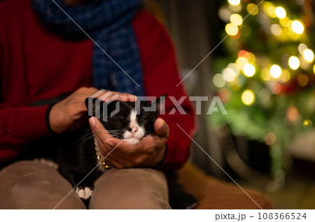 Close-up image of a cute cat lying on his owner's lap, being petted by his owner. Close-up image of a cute cat lying on his owner's lap, being petted by his owner. 108366524