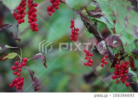 秋の鮮やかな赤実・朝鮮五味子 108366693