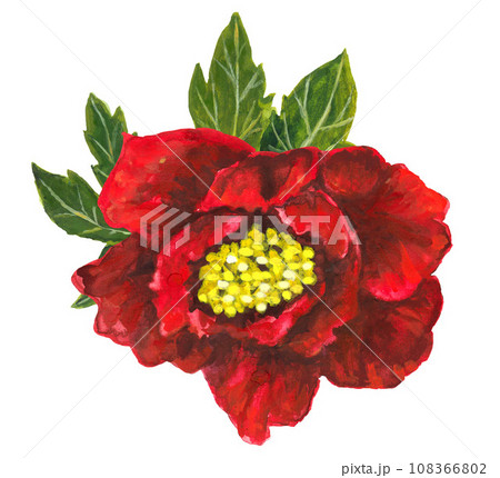 Bright red peony isolated on white background 108366802
