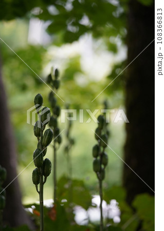 夏の木陰のウバユリ 108366813