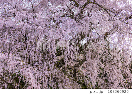奈良県宇陀市 満開の又兵衛桜 奈良県宇陀市 満開の又兵衛桜 108366926