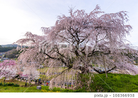 奈良県宇陀市 満開の又兵衛桜 奈良県宇陀市 満開の又兵衛桜 108366938