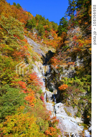 白山白川郷ホワイトロード　かもしか滝　紅葉 108366988