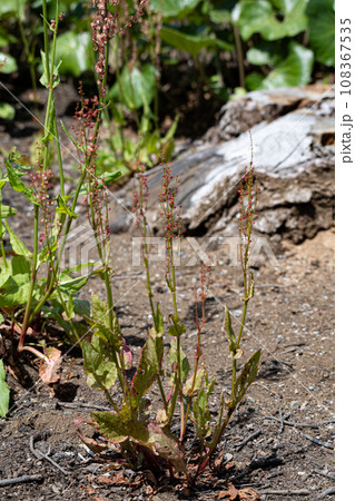 スイバ（蓚・酸葉）　学名：Rumex acetosa 生薬名：サンモコン（酸模根）薬用部分は根 108367535