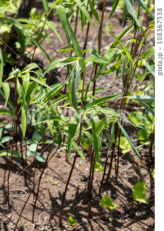 ナルコユリ 学名:Polygonatum falcatum 生薬名:オウセイ(黄精) 薬用部分は根茎 ナルコユリ 学名:Polygonatum falcatum 生薬名:オウセイ(黄精) 薬用部分は根茎 108367538