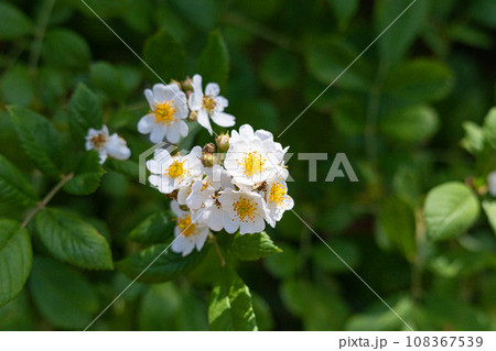 ノイバラ（学名：Rosa multiflora）　生薬名：エイジツ（営実）　薬用部分は果実 108367539