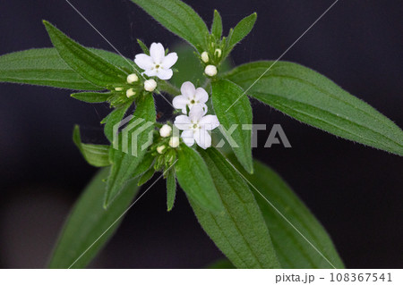 ムラサキ、Lithospermum erythrorhizon, 生薬名:シコン(紫根) ムラサキ、Lithospermum erythrorhizon, 生薬名:シコン(紫根) 108367541