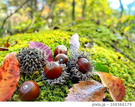 秋のイメージ　まあるいドングリ 108368179