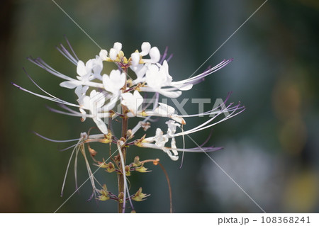 満開のコスモスとブルーボネットに咲く秋の花 108368241
