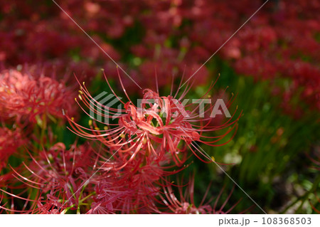 曼珠沙華の群生06 曼珠沙華の群生06 108368503