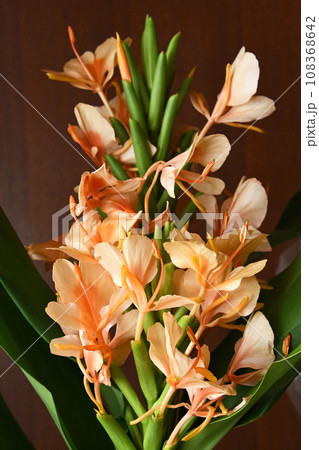 ジンジャー 108368642