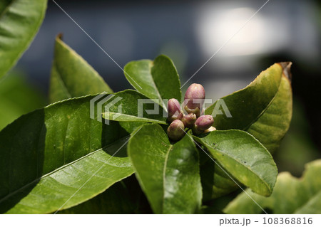 ブッシュカンの花の蕾 ブッシュカンの花の蕾 108368816