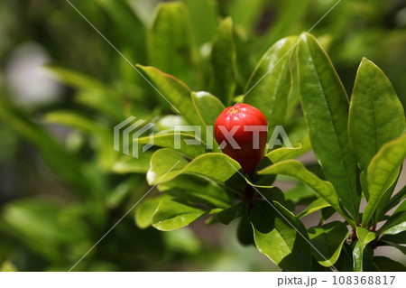 ザクロの花の蕾 108368817