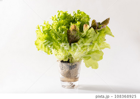 つみたてサラダ つみたてサラダ 108368925