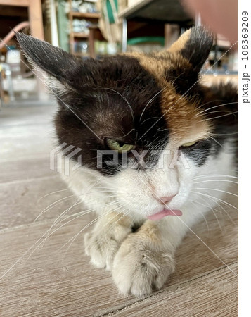 こちらを見つめる生意気な猫 こちらを見つめる生意気な猫 108369209