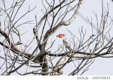 枝に引っかかった釣り針 108370033