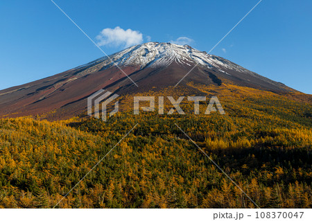 カラマツの黄葉と富士山 カラマツの黄葉と富士山 108370047
