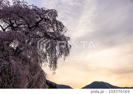 奈良県宇陀市　満開の又兵衛桜　 108370169