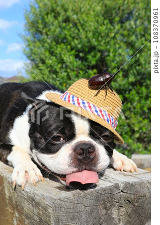麦わら帽子にカブトムシを乗せて笑顔で見つめるボストンテリアのマイティ君♡ 108370961