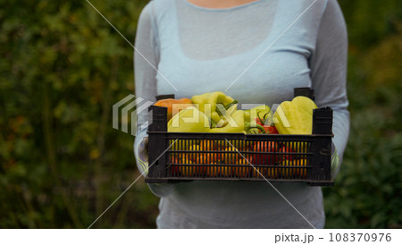 Woman holding a box with a crop of vegetables. Farm for growing vegetables. Delivery healthy food background. 108370976