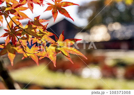 秋の国営みちのく杜の湖畔公園 もみじ 宮城県川崎町 秋の国営みちのく杜の湖畔公園 もみじ 宮城県川崎町 108371008