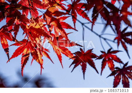 秋の国営みちのく杜の湖畔公園　もみじ　宮城県川崎町 108371013