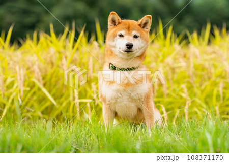 田んぼのほとりで遊ぶ柴犬 コシヒカリを背景に柴犬 田んぼのほとりで遊ぶ柴犬 コシヒカリを背景に柴犬 108371170