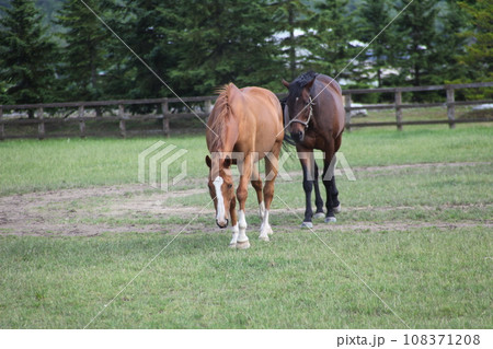 サラブレッドのいる風景_北海道 108371208