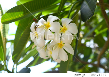 Many flowers of white plumeria against blue sky background 108371525