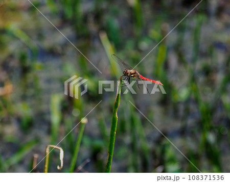 水生植物の茎に止まるトンボ科アキアカネ♂ 108371536
