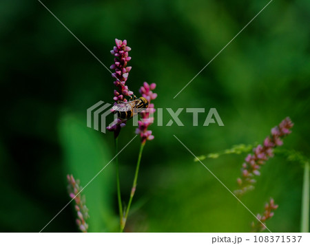 タデ科イヌタデの訪花昆虫 ハナアブ科キゴシハナアブ タデ科イヌタデの訪花昆虫 ハナアブ科キゴシハナアブ 108371537