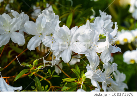 White azalea flowers growing on a shrub White azalea flowers growing on a shrub 108371976
