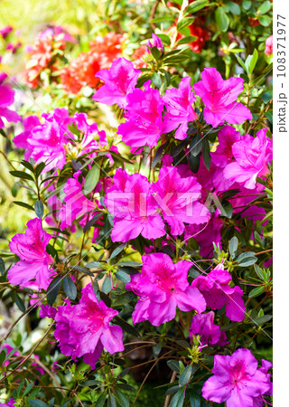 Pink azalea flowers growing on a shrub Pink azalea flowers growing on a shrub 108371977