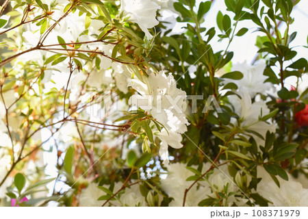 White azalea flowers growing on a shrub 108371979