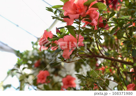 Rhododendron Bunde Schame or Azalea indica 108371980