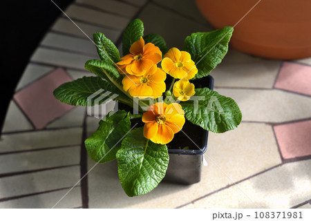 Primula acaulis El Unistar orange flower growing in a pot 108371981