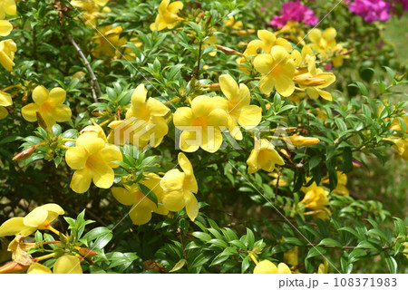 Allamanda flower growing in Vietnam close up 108371983