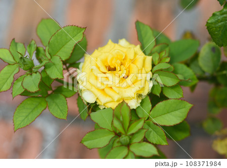 Yellow tea rose growing in Vietnam close up 108371984