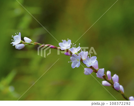 サクラタデ サクラタデ 108372292