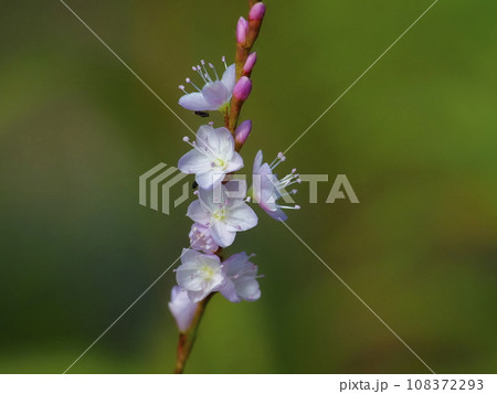 サクラタデ 108372293