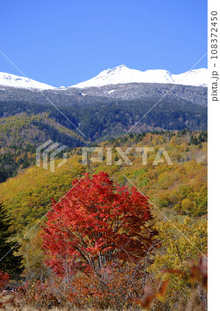 乗鞍高原　大カエデの紅葉と雪の乗鞍岳 108372450