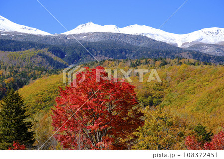 乗鞍高原　大カエデの紅葉と雪の乗鞍岳 108372451