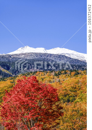 乗鞍高原　大カエデの紅葉と雪の乗鞍岳 108372452