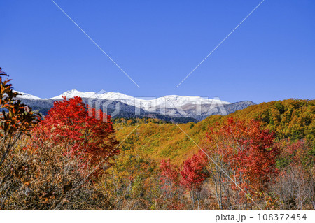 乗鞍高原　大カエデの紅葉と雪の乗鞍岳 108372454