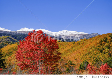 乗鞍高原　大カエデの紅葉と雪の乗鞍岳 108372455