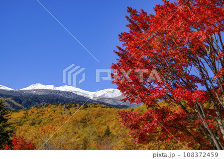 乗鞍高原　大カエデの紅葉 108372459