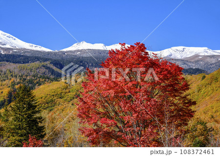 乗鞍高原 大カエデの紅葉と雪の乗鞍岳 乗鞍高原 大カエデの紅葉と雪の乗鞍岳 108372461