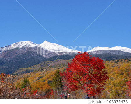 乗鞍高原　大カエデの紅葉と雪の乗鞍岳 108372478