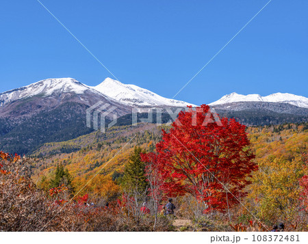 乗鞍高原　大カエデの紅葉と雪の乗鞍岳 108372481